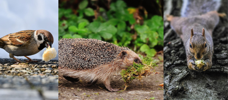 Vogel, Igel und Eichhörnchen mit Nahrung